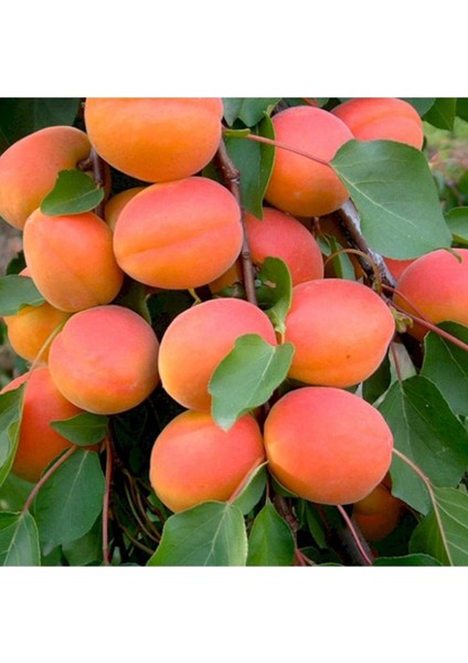 - 3 Adet Kayısı Fidanı (Farklı Çeşitlerden/2 Yaş/ Açık Kök)