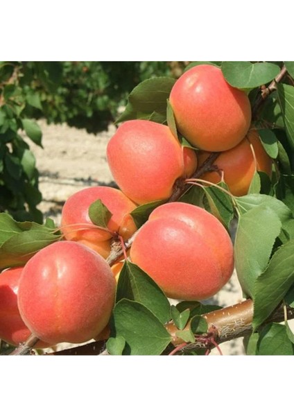 - 3 Adet Kayısı Fidanı (Farklı Çeşitlerden/2 Yaş/ Açık Kök) fiyatları