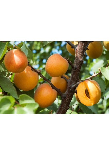 - 3 Adet Kayısı Fidanı (Farklı Çeşitlerden/2 Yaş/ Açık Kök) modelleri