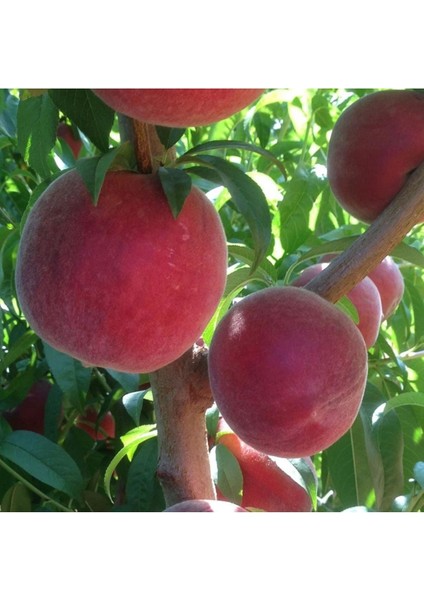 - 3 Adet Şeftali Fidanı (Farklı Çeşitlerden/ 2 Yaş/açık Kök) fiyatları