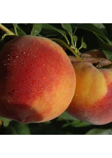 - 3 Adet Şeftali Fidanı (Farklı Çeşitlerden/ 2 Yaş/açık Kök) modelleri