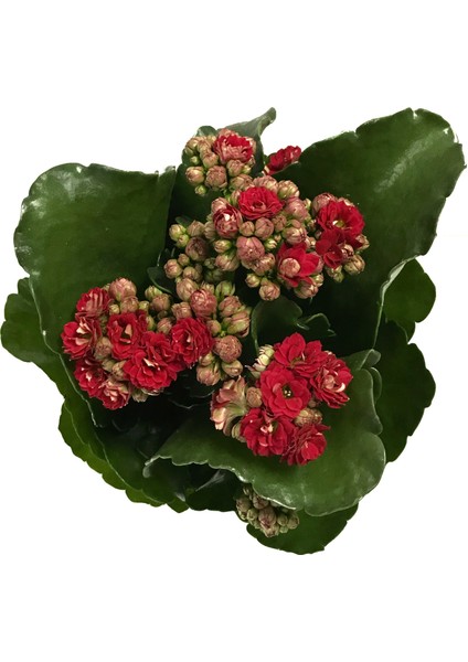 - Kalanchoe Calandiva 'Red' - Balkon Ve Bahçe Bitkisi - Kalanşo