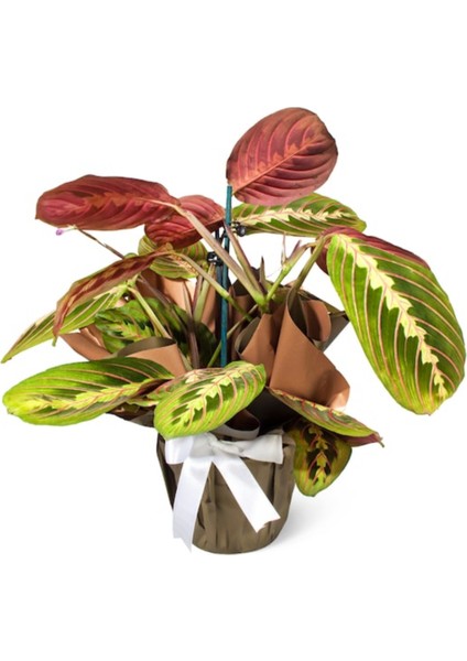 Calethea Maranta