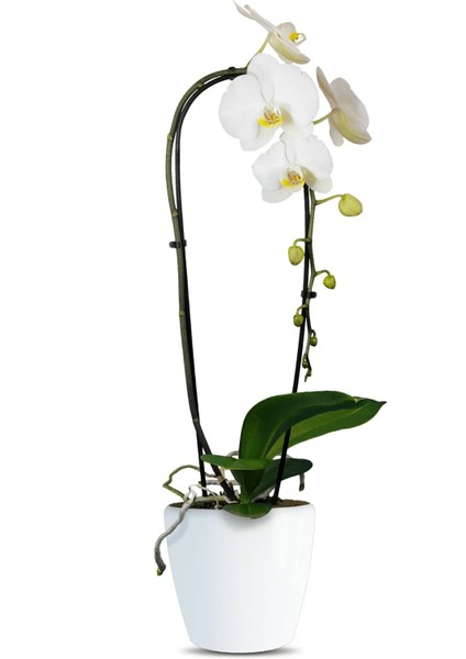 Phalaenopsis Cascade Orchid Beyaz Şelale Çember Orkide Salon Bitkisi