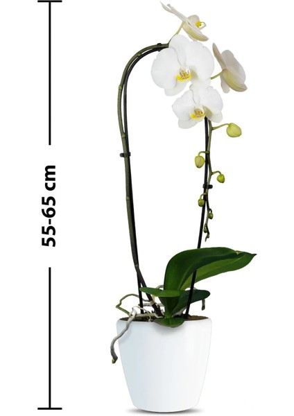 Phalaenopsis Cascade Orchid Beyaz Şelale Çember Orkide Salon Bitkisi fiyatları