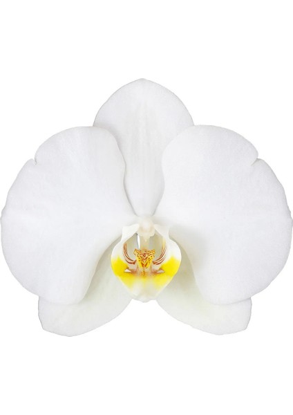 Phalaenopsis Cascade Orchid Beyaz Şelale Çember Orkide Salon Bitkisi modelleri