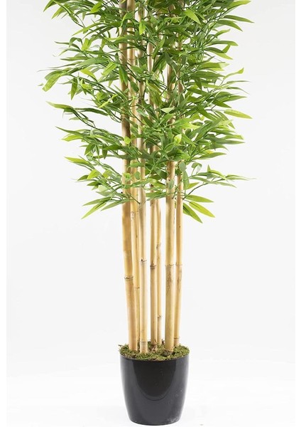 Yapay Bambu Ağacı 210 cm Siyah Saksılı 7 Dallı