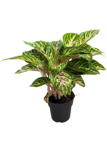 Aglaonema 'cocomelon'