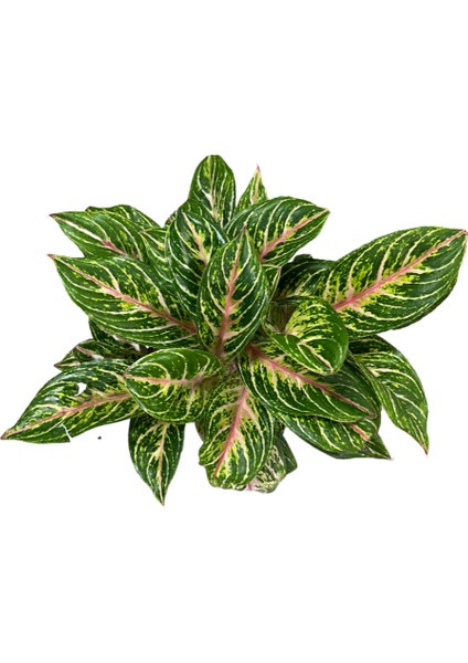 Aglaonema 'cocomelon'
