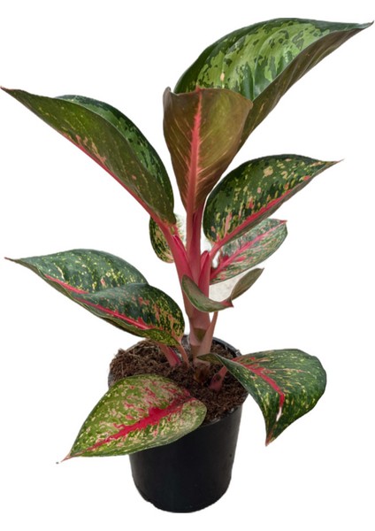 Aglaonema 'Dark Pink Star' (Çin Herdemyeşili)