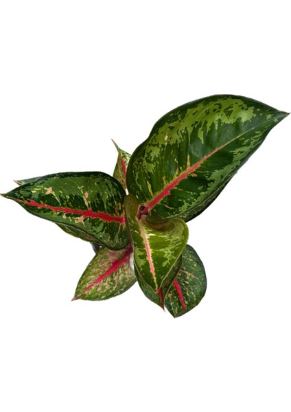 Aglaonema 'Dark Pink Star' (Çin Herdemyeşili)