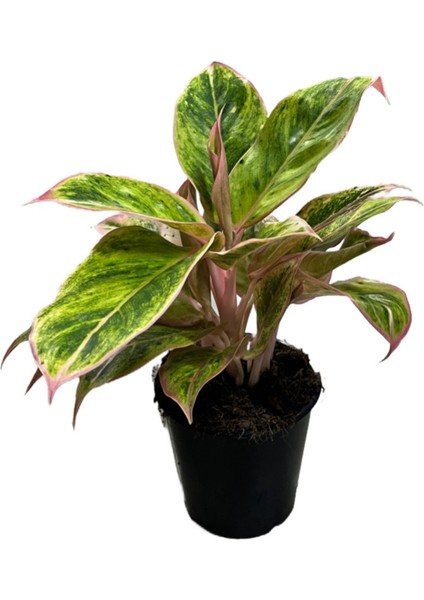 Aglaonema 'Salmon Fantasy' (Çin Herdemyeşili)
