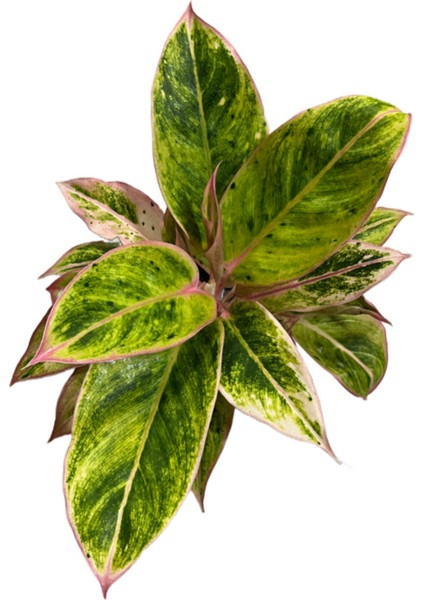 Aglaonema 'Salmon Fantasy' (Çin Herdemyeşili)
