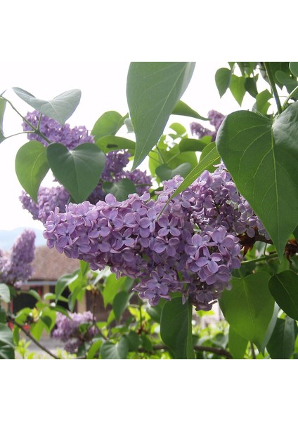 Tacirdepoticaret Sezona Özel Tüplü Hoş Kokulu Leylak (Syringa) Fidanı (40-80 Cm)