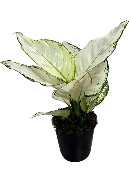 Aglaonema 'White Joy' (Çin Herdemyeşili)