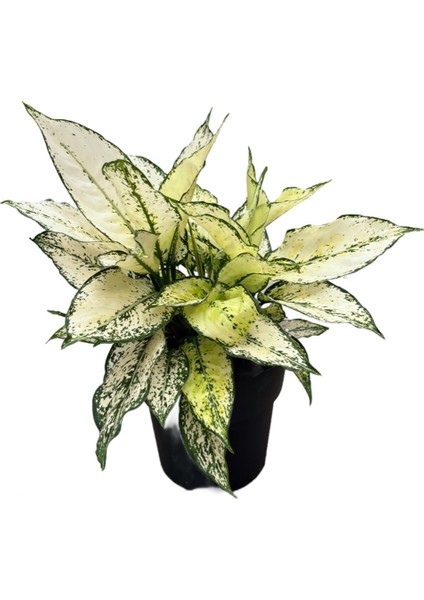 Aglaonema 'White Kiwi'