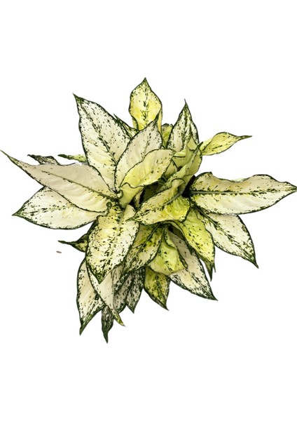 Aglaonema 'White Kiwi'