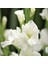 White Prosperity Gladiolus Glayör Çiçeği Soğanı (4 Adet) 1