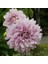 Tacirdepoticaret Özel Renk Dahlia Lavender Perfection Yıldız Çiçeği Yumrusu (1 Adet) 1
