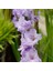 Tacirdepoticaret Purple Milka Gladiolus Glayör Çiçeği Soğanı (4 Adet) 1
