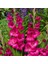 Tacirdepoticaret Pink Fidelio Gladiolus Glayör Çiçeği Soğanı (4 Adet) 1