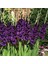 Tacirdepoticaret Purple Flora Gladiolus Glayör Çiçeği Soğanı (4 Adet) 1