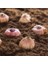Tacirdepoticaret Purple Flora Gladiolus Glayör Çiçeği Soğanı (4 Adet) 2