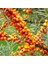 Tüplü Hippophae Rhamnoides Şifalı Yabani Yalancı Iğde Fidanı 1