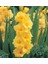 Sarı Gladiolus Jacksonvilla Gold Glayör Çiçeği Soğanı (4 Adet) 1