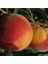 - 3 Adet Şeftali Fidanı (Farklı Çeşitlerden/ 2 Yaş/açık Kök) 3