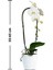 Phalaenopsis Cascade Orchid Beyaz Şelale Çember Orkide Salon Bitkisi 2