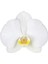 Phalaenopsis Cascade Orchid Beyaz Şelale Çember Orkide Salon Bitkisi 3