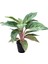 Aglaonema 'Cocomelon' (Çin Herdemyeşili) 1