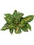 Aglaonema 'cocomelon' 2