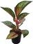 Aglaonema 'Dark Pink Star' (Çin Herdemyeşili) 1