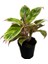 Aglaonema 'Salmon Fantasy' (Çin Herdemyeşili) 1