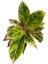 Aglaonema 'Salmon Fantasy' (Çin Herdemyeşili) 2