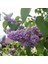 Tacirdepoticaret Sezona Özel Tüplü Hoş Kokulu Leylak (Syringa) Fidanı (40-80 Cm) 1
