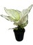 Aglaonema 'White Joy' (Çin Herdemyeşili) 1