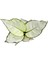Aglaonema 'White Joy' (Çin Herdemyeşili) 2