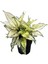Aglaonema 'White Kiwi' 1