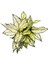 Aglaonema 'White Kiwi' 2