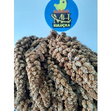 MH Dal Darı Kuş Yemi 250 gr