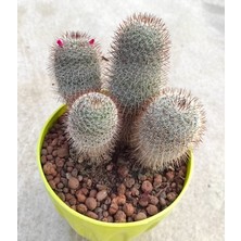 Pagoda Mammillaria--Kaktüs--14 cm Saksı-- Ref 24D/501