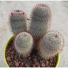 Pagoda Mammillaria--Kaktüs--14 cm Saksı-- Ref 24D/501