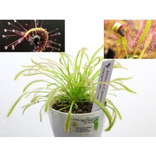 Etobur Bitkim Drosera Tohum Yetiştirme Kiti ve 1 Yaşında Canlı Yavru Drosera Güneş Gülü Bitkisi (Tek Saksı)