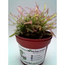 Etobur Bitkim Drosera Tohum Yetiştirme Kiti ve 1 Yaşında Canlı Yavru Drosera Güneş Gülü Bitkisi (Tek Saksı)