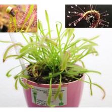 Etobur Bitkim Drosera Capensis Tohum Yetiştirme Kiti ve 1 Yaşında Canlı Yavru Drosera Güneş Gülü Bitkisi (Çift Saksı)