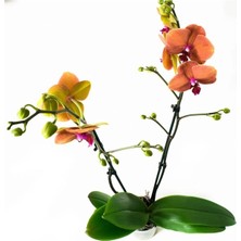 Fintarla Phalaenopsis Surf Song Turuncu Ithal Orkide 60-80 cm