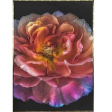 SHOP365 Renkli Gül Çiçek Makro Modern Dekoratif Poster P-000054
